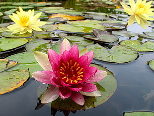 pink lotus flower on water body