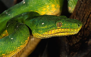 green and yellow snake in close up photo