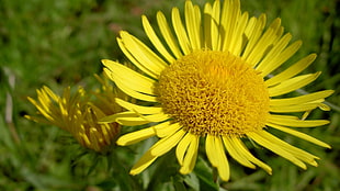 macro photography of yellow Sunflower