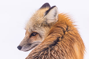 back photo of red fox HD wallpaper