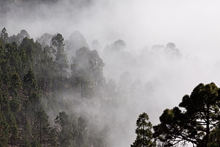 photo of green trees during fog