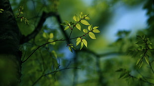 green leafed tree, nature, leaves, depth of field