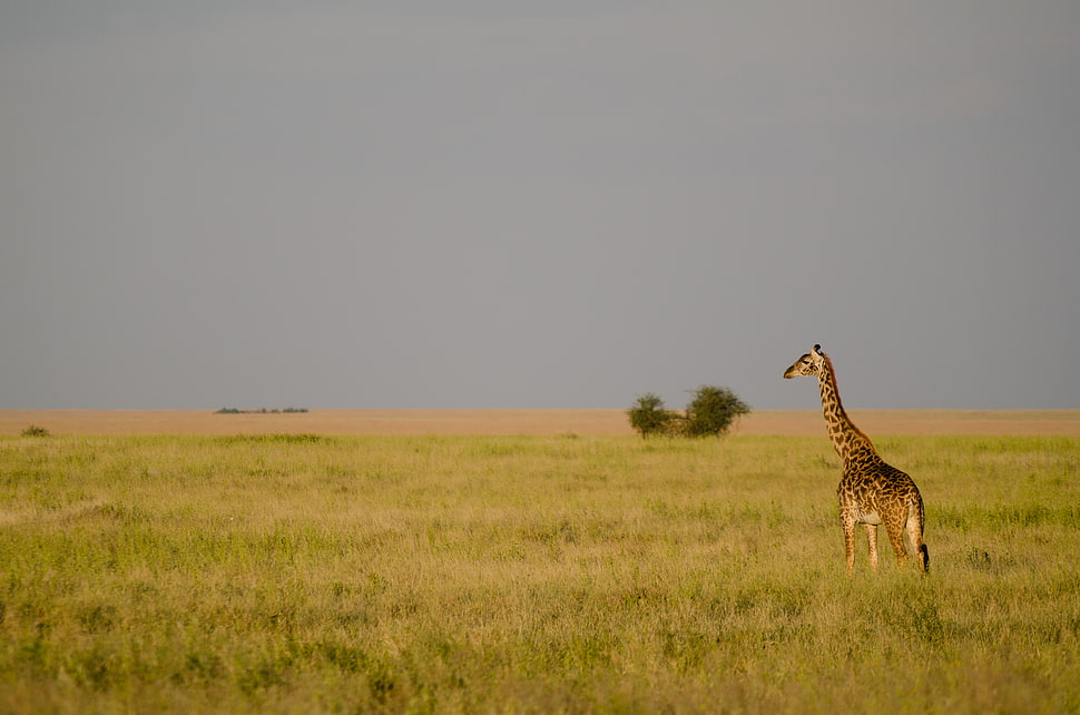 Giraffe near green leaf trees under gray clouds HD wallpaper