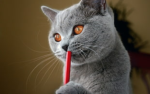 gray Russian blue cat, cat, animals
