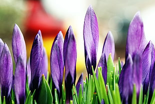 close up photo of purple petaled flowers