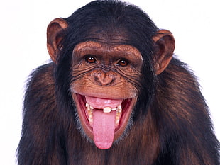 black primate, monkey, apes HD wallpaper