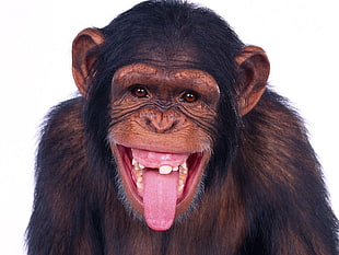 black primate, monkey, apes