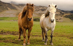 two white and brown horses, nature, animals, horse, icelandic horses