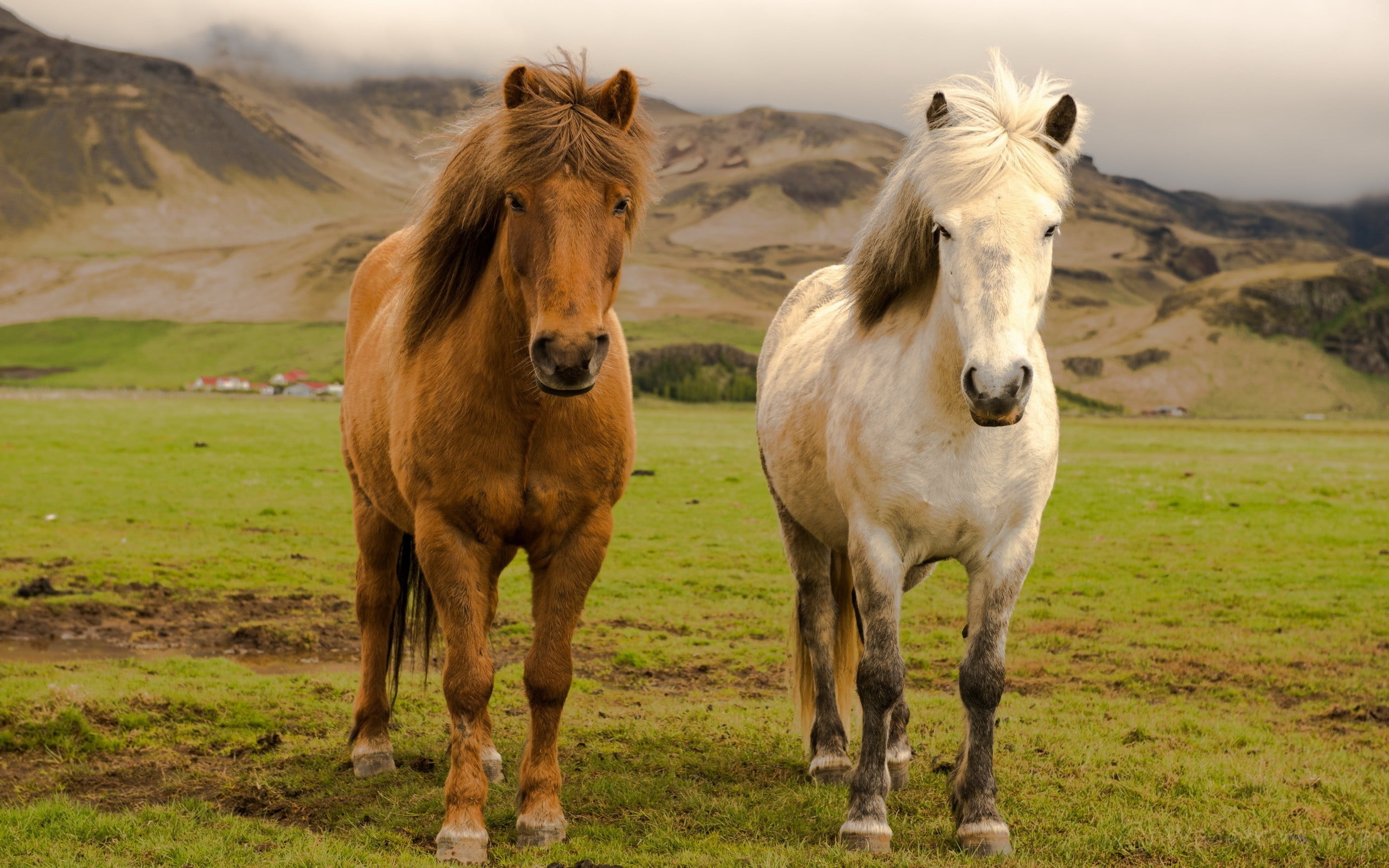 Two white and horses, animals, horse, icelandic horses HD wallpaper | Wallpaper Flare