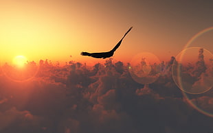 black bird flying on horizon HD wallpaper