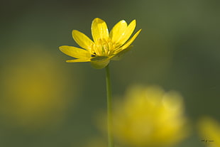 yellow petaled flower bloom at daytime HD wallpaper