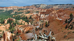 green trees, Bryce Canyon National Park, landscape