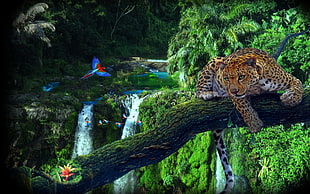 leopard, nature, animals, forest, waterfall