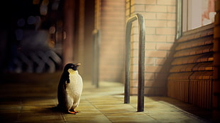 black and white emperor penguin, digital art, artwork, animals, 3D