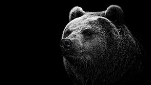 grizzly bear, bears, Grizzly bear HD wallpaper