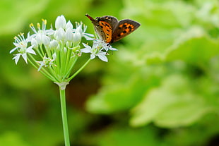selective focus photography of brown and orange butterfly feeding white petaled flower, small copper, leek