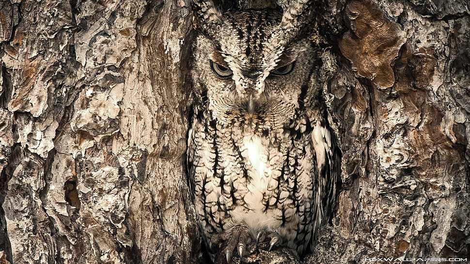brown owl embossed decor, nature, owl, animals, camouflage HD wallpaper