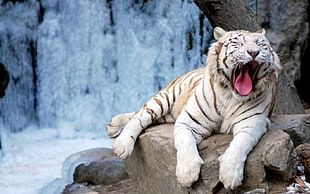 white tiger, tiger, animals HD wallpaper