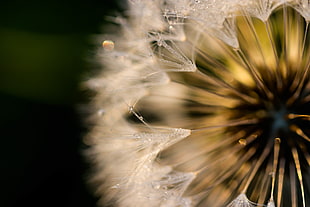 white Dandelion flower with dew drops macro photo