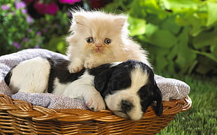 Puppy,  Kitten,  Basket,  Grass