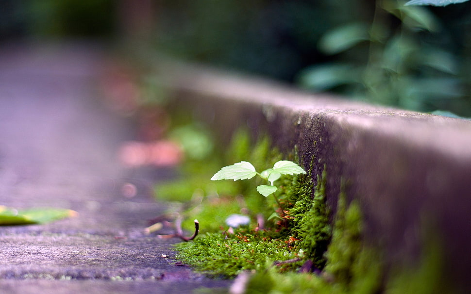 green ovate-leaf plant surrounded with moss HD wallpaper