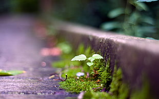 green ovate-leaf plant surrounded with moss