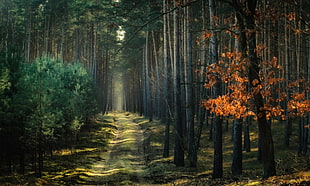 tree lot, nature, landscape, forest, path