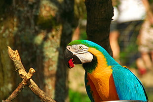 photo of blue-and-yellow Macaw on tree trunk