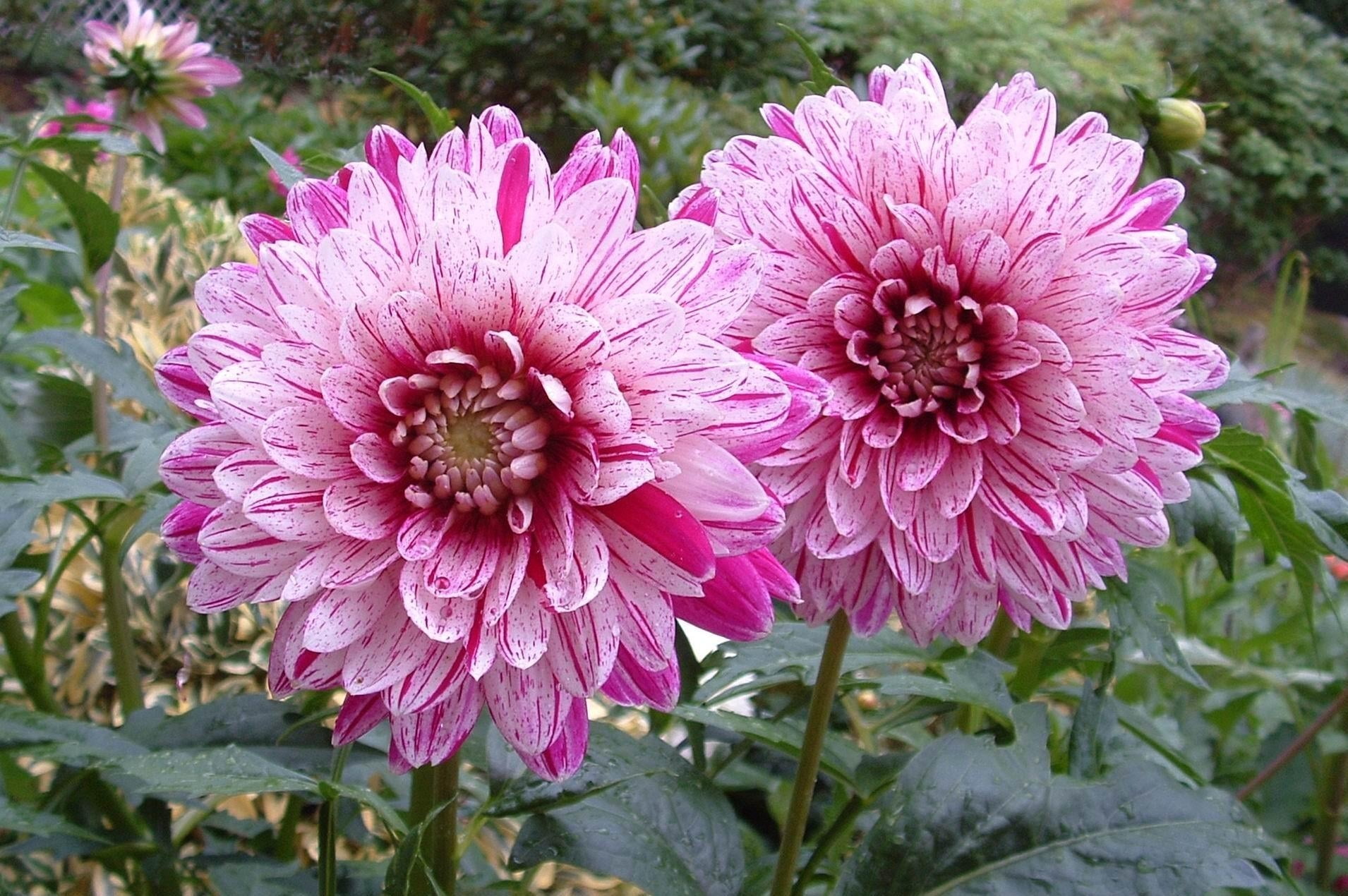 two pink petal flowers