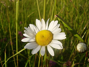 white Daisy closeup photography HD wallpaper