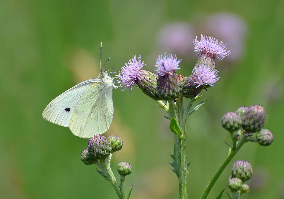 Cabbage White butterfly on pink flower HD wallpaper