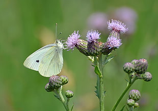 Cabbage White butterfly on pink flower