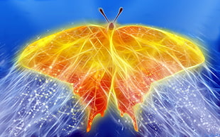 orange butterfly illustration