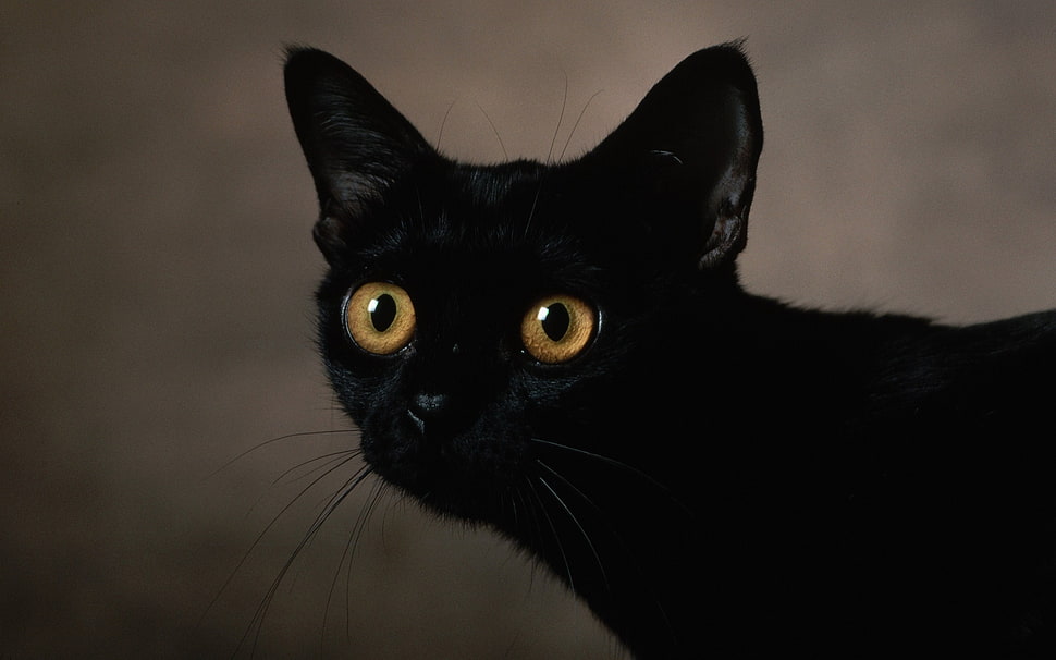 photography of black cat HD wallpaper
