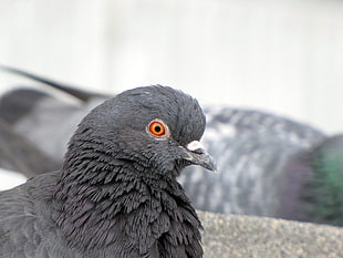 selective focus photography of Rock Pigeon