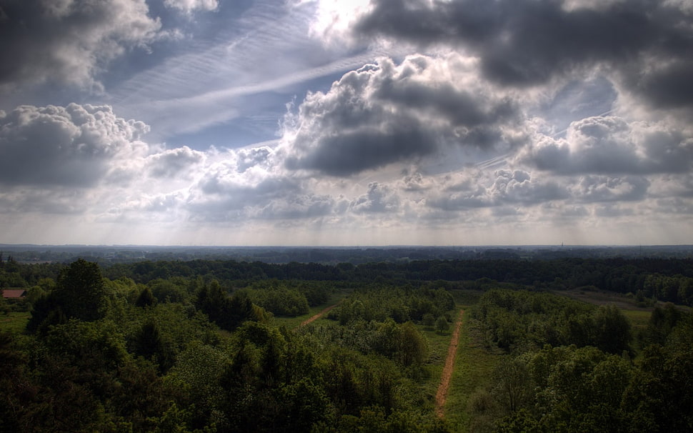 forest under gray cloudy sky during daytime HD wallpaper