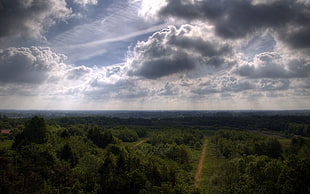 forest under gray cloudy sky during daytime