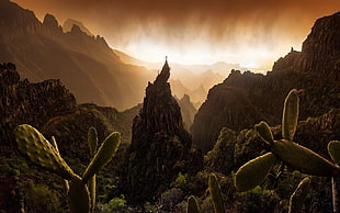 green cactus, nature, landscape, mountains, sunset