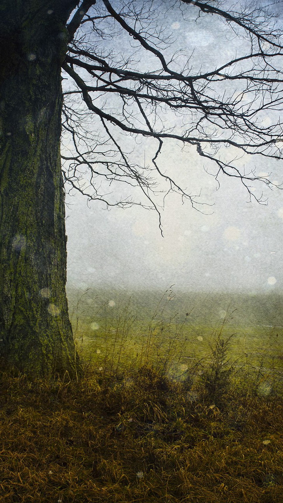 bare tree, trees, pivot HD wallpaper