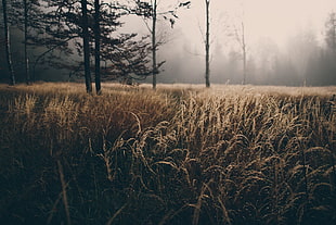 wheat field, mist, trees, field HD wallpaper