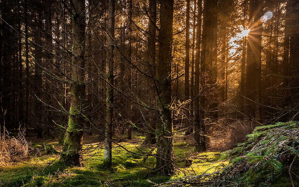 bare tree, forest HD wallpaper