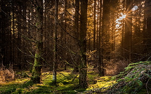bare tree, forest