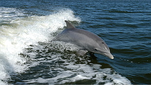 dolphin on body of water