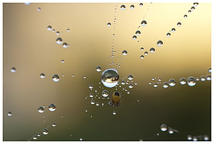 closeup photo of droplets HD wallpaper