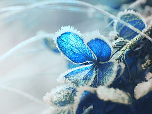 macro photography of blue flower coated with snow
