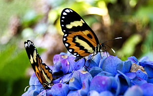 two brown-and-black Butterflies HD wallpaper