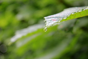 macro photography of water dew on green leaf, chippenham