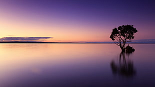 silhouette photo of tree on body of water HD wallpaper