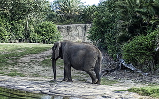 Elephant beside trees HD wallpaper