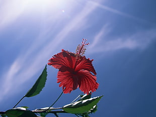red hibiscus photo during daytime